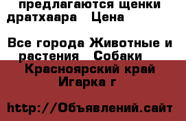 предлагаются щенки дратхаара › Цена ­ 20 000 - Все города Животные и растения » Собаки   . Красноярский край,Игарка г.